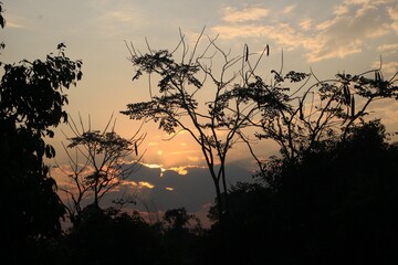 sunset or sunrise in the forest