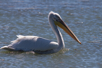 Krauskopfpelikan (Pelecanus crispus)