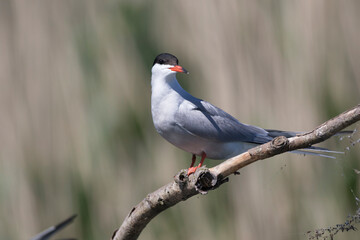 Flußseeschwalbe (Sterna hirundo)