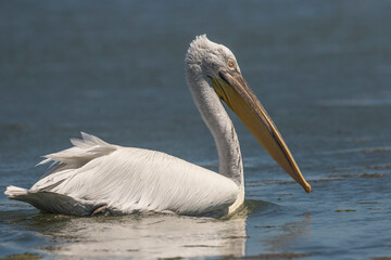 Krauskopfpelikan (Pelecanus crispus)