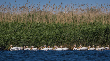 Rosapelikan (Pelecanus onocrotalus)