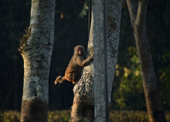 A monkey looking at the camera while climbing a tree