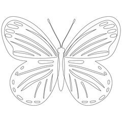 butterfly, contour sketch on white background
