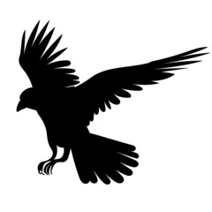 Raven flies silhouette, on a white background, vector, isolated