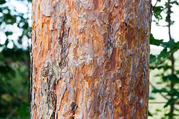 Pine bark texture in forest summer outdoor