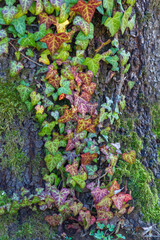 Colorful Ivy creeper leaves on tree in winter.Italy