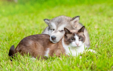 Cute Alaskan  malamute puppy and adult siamese cat lying together on green summer grass