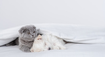 Tiny fold kitten and Maltese puppy sleep together under warm blanket on a bed at home. Empty space for text © Ermolaev Alexandr