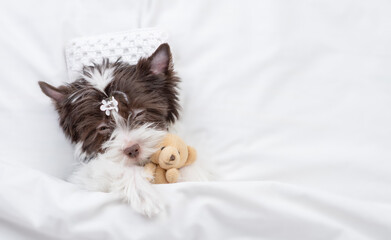 Biewer yorkshire terrier  puppy sleeps and hugs favorite toy bear on a bed at home and. Top down view. Empty space for text
