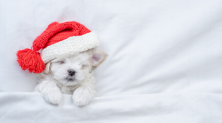 Tiny Maltese puppy wearing red santa hat sleeps under white blanket at home. Top down view. Empty...