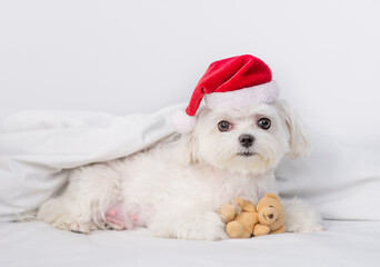 Maltese puppy wearing red santa hat lies on a bed under white blanket at home and hugs favorite toy bear