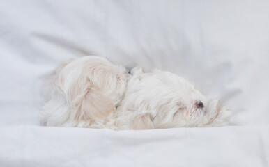 Two tiny white Maltese puppies sleep under warm blanket on a bed at home. Top down view