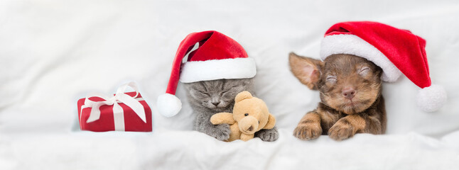 Cute kitten and Dachshund puppy wearing santa hats sleep together with gift box under white blanket on a bed at home. Kitten hugs toy bear. Top down view