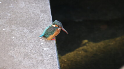 野鳥の宝石と言われているカワセミの写真
