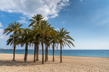 Naklejka na ściany i meble group of lush green palm trees on a secluded golden sand beach with calm ocean behind