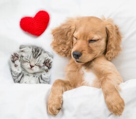 Tiny kitten and cozy English Cocker spaniel puppy sleep together under white warm blanket on a bed...