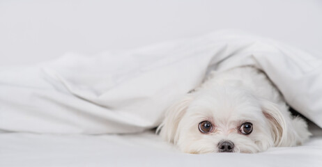 Unhappy Maltese puppy lying  under white warm blanket on a bed at home. Empty space for text