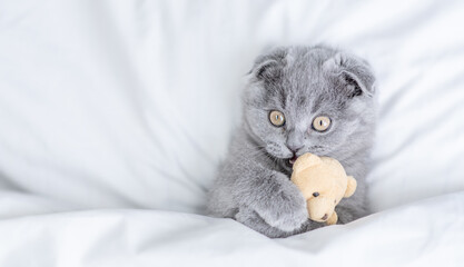 Playful fold kitten hugs favorite toy bear under white warm blanket on a bed at home.Top down view....
