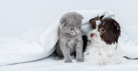 Biewer yorkshire terrier and tiny kitten look at each other under warm blanket on a bed at home. Empty space for text