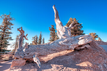 Bare tree trunk in Bryce Canyon National Park, USA.