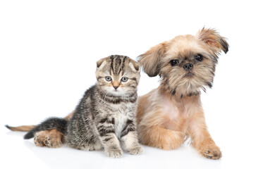 Brussels Griffon puppy and scottish fold kitten look at camera together. Isolated on white background
