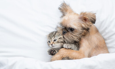 Lovely Brussels Griffon puppy hugs tiny tabby fold kitten under white warm blanket on a bed at home. Top down view. Empty space for text