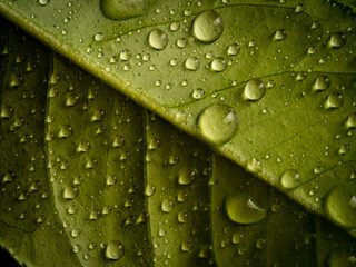 water drops on a green leaf