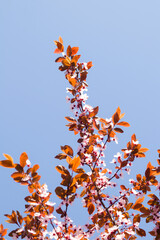 Pink cherry blossoms in the national park, early flowering of fruit trees in spring, viewed from below against the blue sky