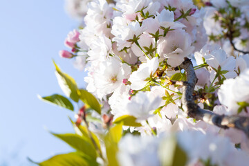 Japanese cherry blossoms in the national park, sakura flowers, early flowering fruit trees in spring, bottom view against blue sky
