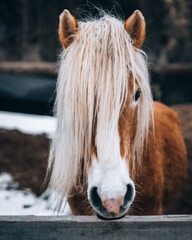 Haflinger Pferd I © Karl