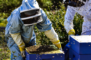 Beekeepers working in the apiary