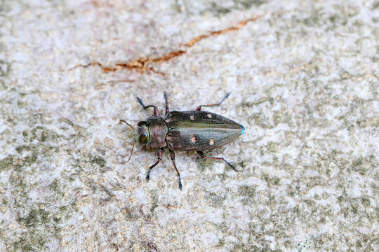 A beautiful metallic jewel beetle - Chrysobothris affinis, Buprestidae, sitting on the bark of a tree in the forest.