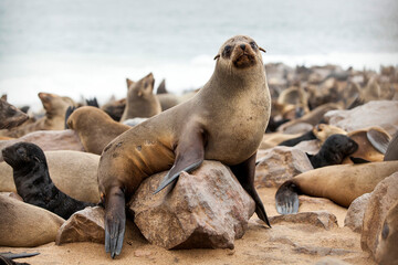Seal Colonies, Cape Cross Seal Reserve in Namibia