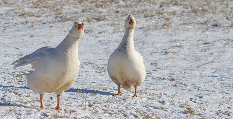 white geese on winter meadow