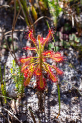 Close up of a single specimen of the carnivorous plant Drosera glabripes taken in natural habitat near Cape Town, Western Cape of South Africa