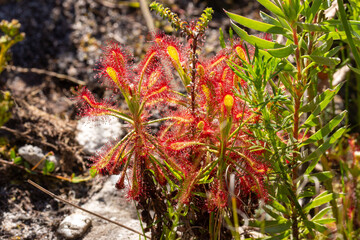 Three plants of the Sundew Drosera glabripes, a carnivorous plant, taken near Cape Town in the Western Cape of South Africa
