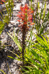 Obraz premium Drosera glabripes with long stem seen in the Silvermine Nature Reserve south of Cape Town in the Western Cape of South Africa