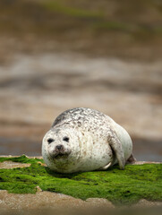 Close up of a Common seal lying on a rocky coast