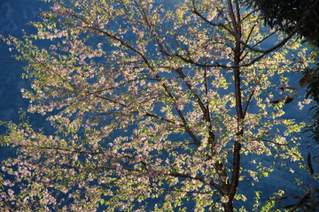 Almond Blossom in the hills 