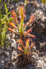Portrait of a single plant of the rare Drosera ramentacea seen south of Cape Town, Western Cape of...