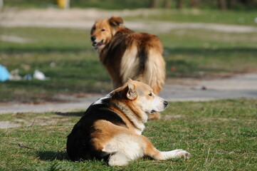 two homeless street red dogs on a dirt road
