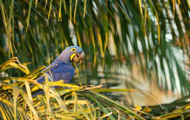 Close up of a Hyacinth macaw perched in a palm tree