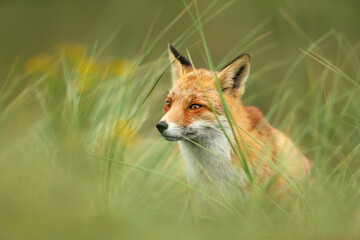 Portrait of a red fox sitting in green grass