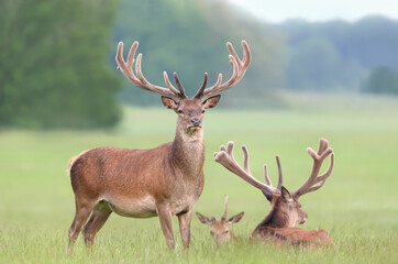 Red deer stags with velvet antlers in summer