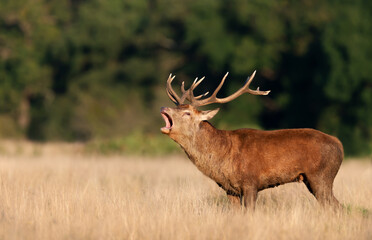 Red deer stag calling during rutting season in autumn