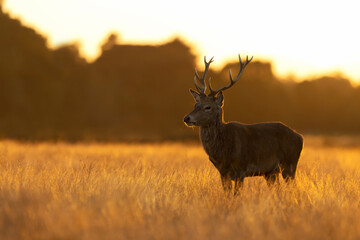 Close up of a Red Deer at sunrise