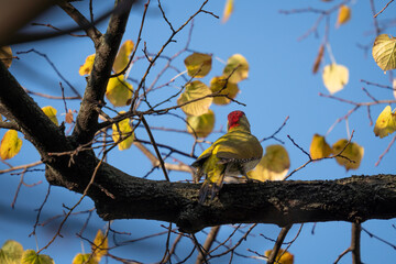 Green woodpecker on a tree looking for the next place to eat
