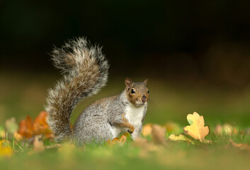 Naklejka na ściany i meble Close up of a cute grey squirrel sitting on grass in autumn