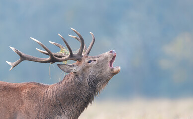 Portrait of a red deer stag calling during rutting season on a misty autumn morning