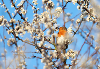 European robin perched on a tree with flourishing flowers in spring